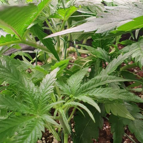 Heidi growlog timeline photo