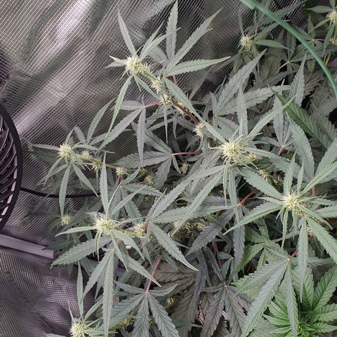 Claudia growlog timeline photo
