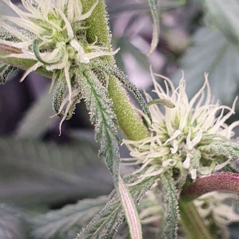 Claudia growlog timeline photo