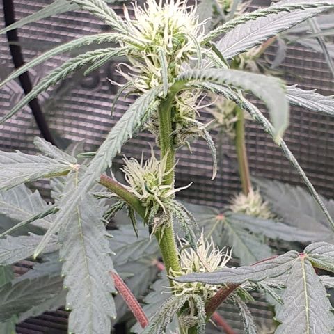 Claudia growlog timeline photo