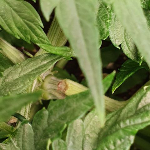 Heidi growlog timeline photo