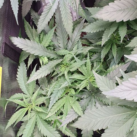 Heidi growlog timeline photo