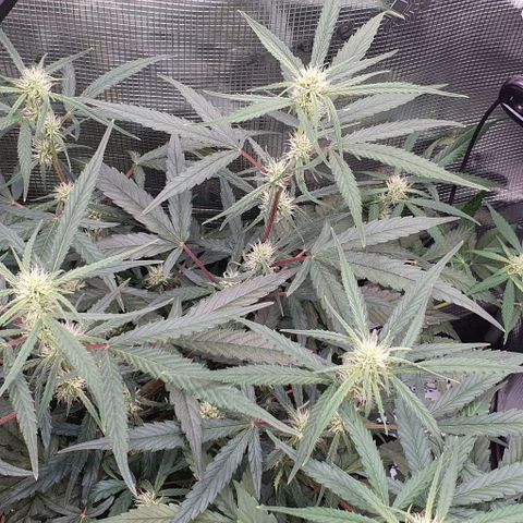 Claudia growlog timeline photo