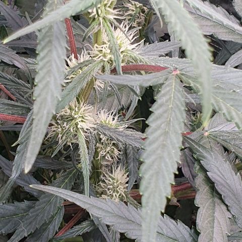 Claudia growlog timeline photo