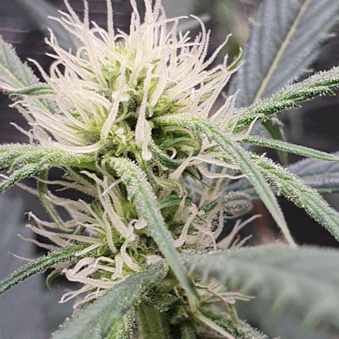 Claudia growlog timeline photo