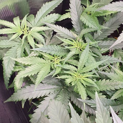 Claudia growlog timeline photo