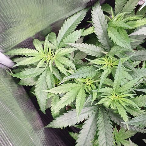 Heidi growlog timeline photo