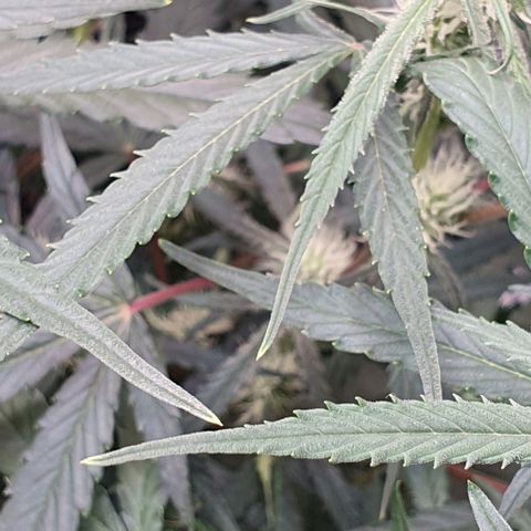 Claudia growlog timeline photo
