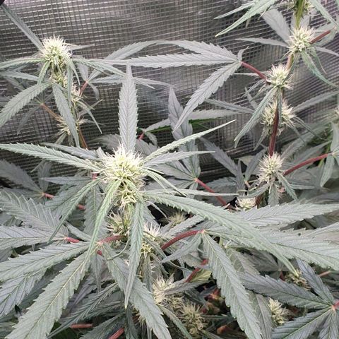 Claudia growlog timeline photo