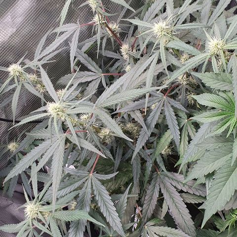 Claudia growlog timeline photo