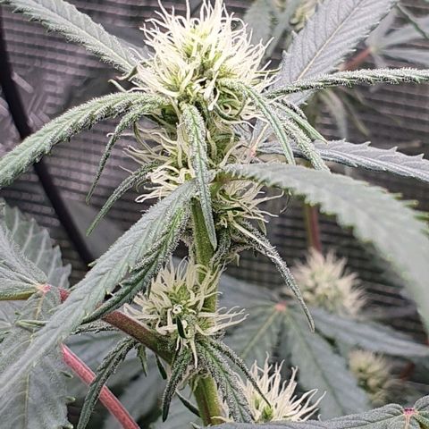 Claudia growlog timeline photo