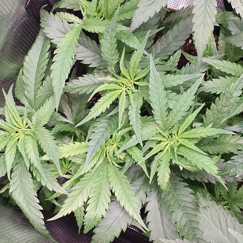 Heidi growlog timeline photo