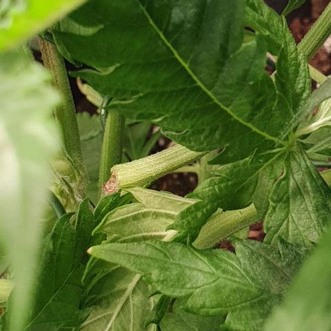 Heidi growlog timeline photo