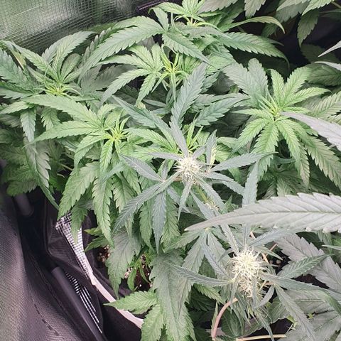 Heidi growlog timeline photo