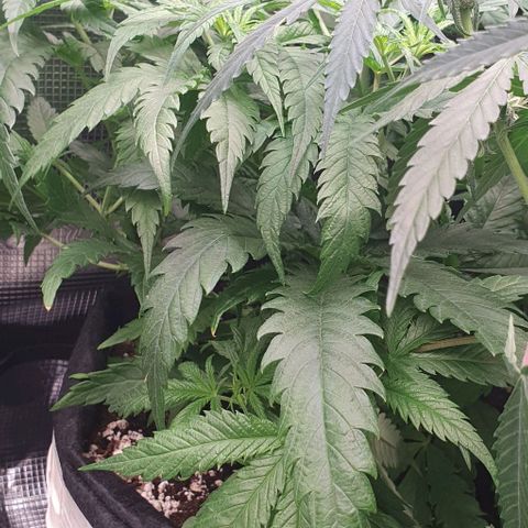 Heidi growlog timeline photo