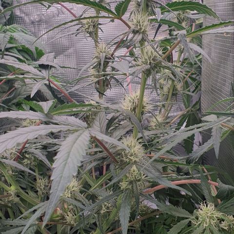 Claudia growlog timeline photo