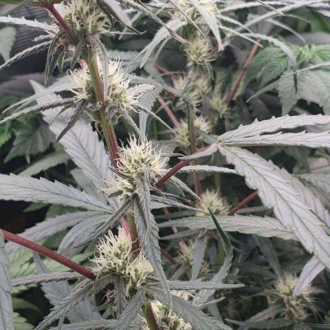 Claudia growlog timeline photo