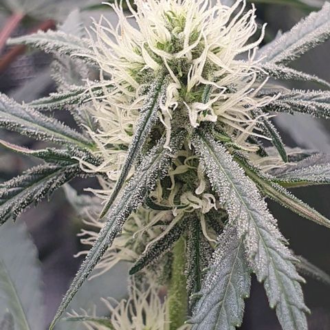 Claudia growlog timeline photo