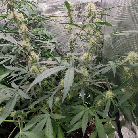Claudia growlog timeline photo