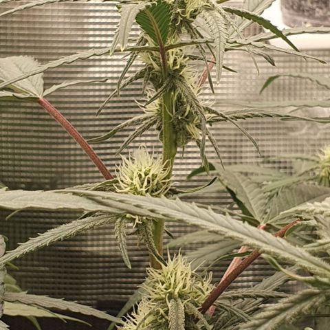 Claudia growlog timeline photo
