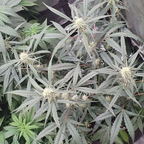 Claudia growlog timeline photo