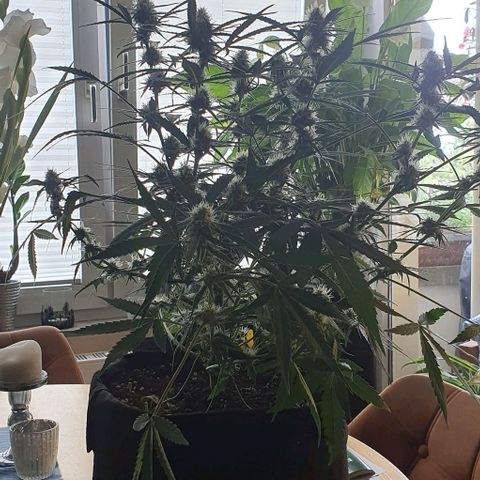 Claudia growlog timeline photo