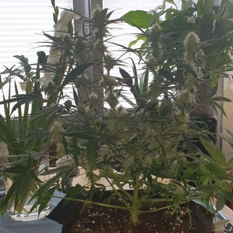 Claudia growlog timeline photo