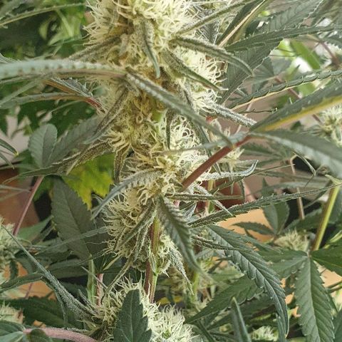 Claudia growlog timeline photo