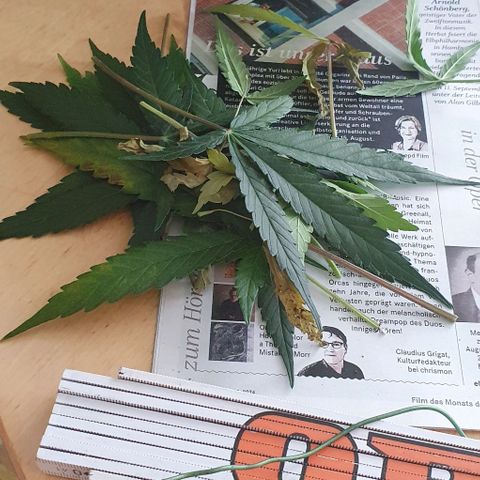 Claudia growlog timeline photo