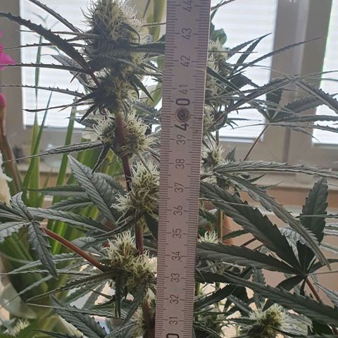 Claudia growlog timeline photo