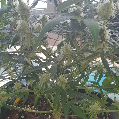 Claudia growlog timeline photo