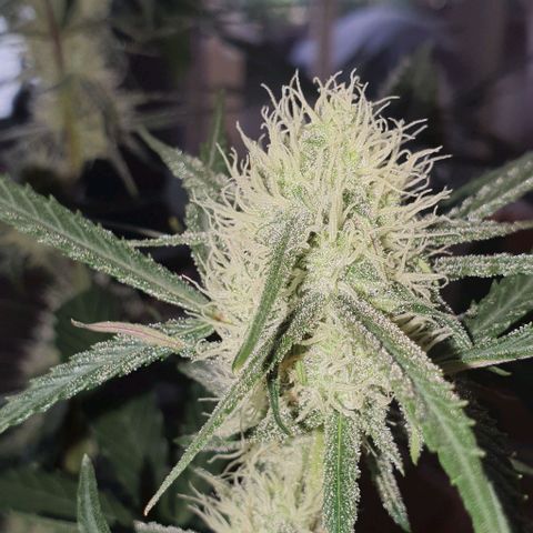 Claudia growlog timeline photo