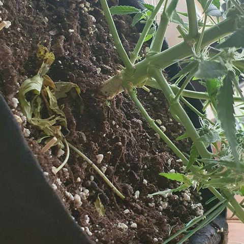 Claudia growlog timeline photo