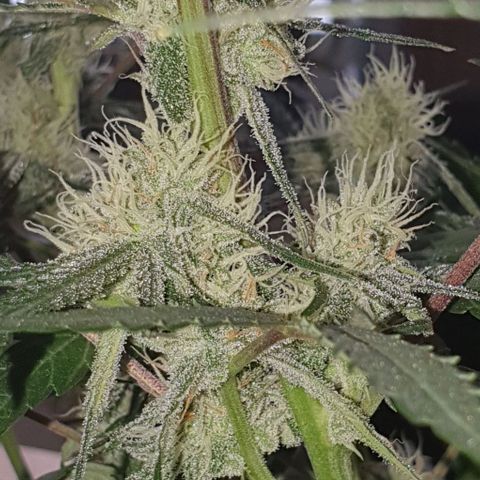Claudia growlog timeline photo