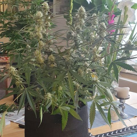 Claudia growlog timeline photo