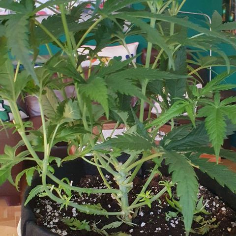 Heidi growlog timeline photo