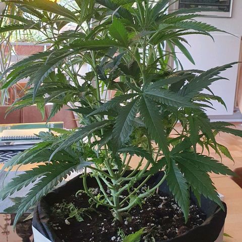 Heidi growlog timeline photo