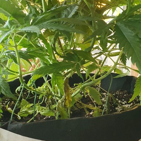 Heidi growlog timeline photo