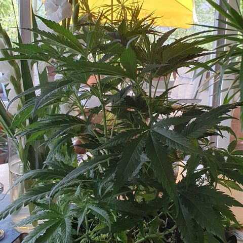 Heidi growlog timeline photo