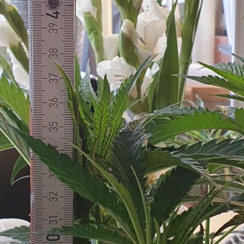 Heidi growlog timeline photo