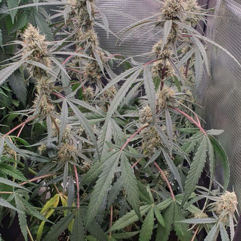 Claudia growlog timeline photo