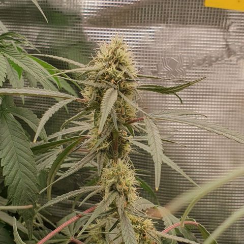 Claudia growlog timeline photo