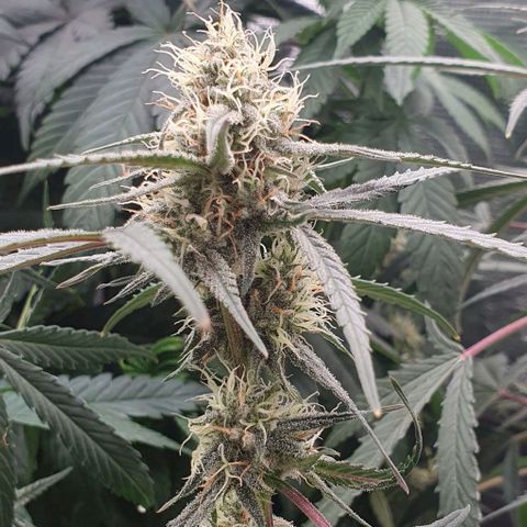 Claudia growlog timeline photo