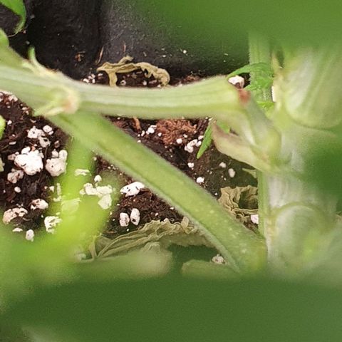 Heidi growlog timeline photo