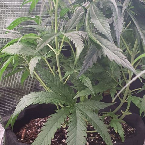 Heidi growlog timeline photo