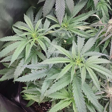 Heidi growlog timeline photo