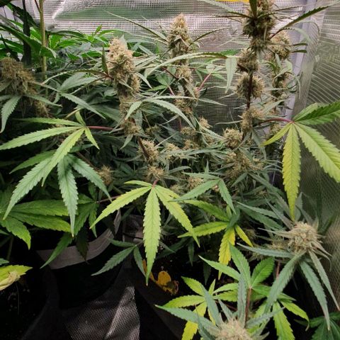Claudia growlog timeline photo