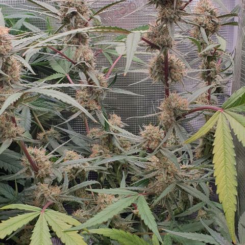 Claudia growlog timeline photo