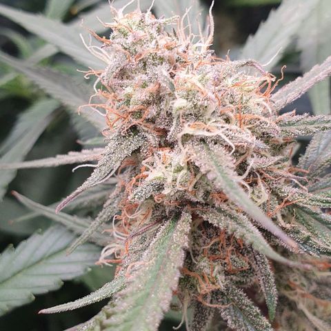 Claudia growlog timeline photo