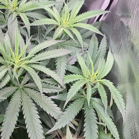 Heidi growlog timeline photo